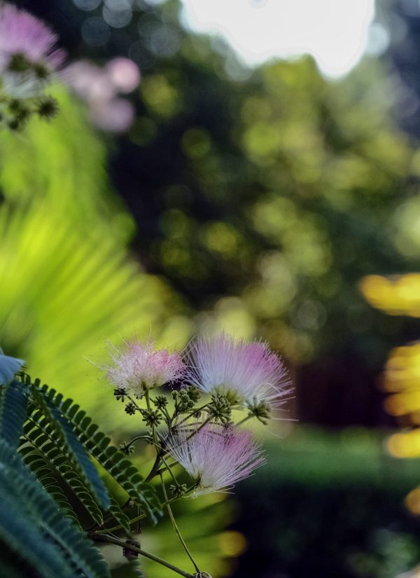 DSCF8148